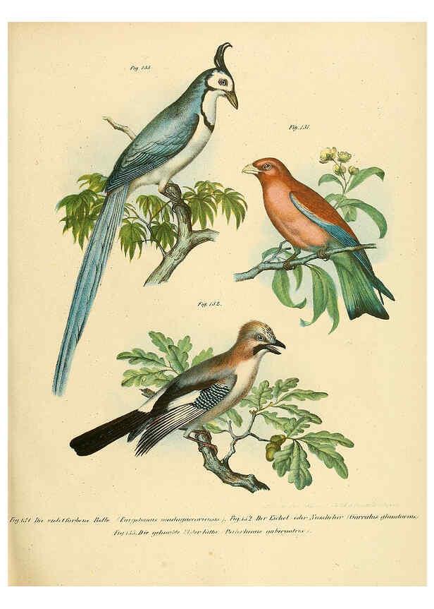 Reproducción/Reproduction 6005726528: Bilder-atlas zur Wissenschaftlich-populären Naturgeschichte der Vögel in ihren sämmtlichen Hauptformen Wien,K.K. Hof und Staatsdruckerei,1864