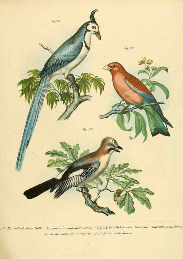 Reproducción/Reproduction 6005726528: Bilder-atlas zur Wissenschaftlich-populären Naturgeschichte der Vögel in ihren sämmtlichen Hauptformen Wien,K.K. Hof und Staatsdruckerei,1864