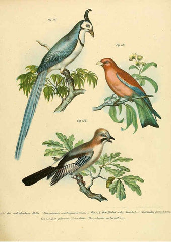 Reproducción/Reproduction 6005726528: Bilder-atlas zur Wissenschaftlich-populären Naturgeschichte der Vögel in ihren sämmtlichen Hauptformen Wien,K.K. Hof und Staatsdruckerei,1864