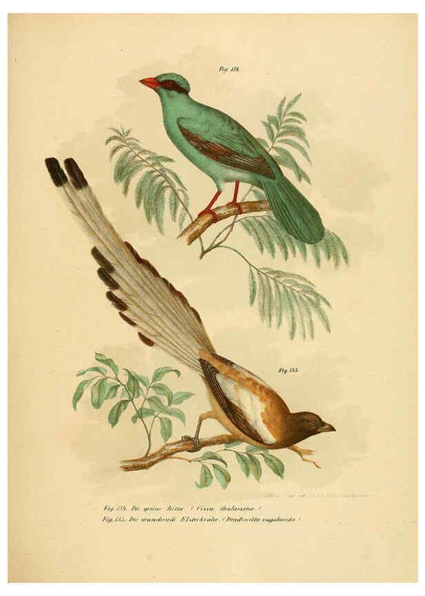 Reproducción/Reproduction 6005181719: Bilder-atlas zur Wissenschaftlich-populären Naturgeschichte der Vögel in ihren sämmtlichen Hauptformen Wien,K.K. Hof und Staatsdruckerei,1864