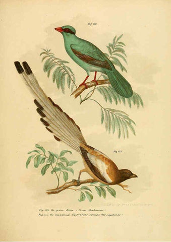 Reproducción/Reproduction 6005181719: Bilder-atlas zur Wissenschaftlich-populären Naturgeschichte der Vögel in ihren sämmtlichen Hauptformen Wien,K.K. Hof und Staatsdruckerei,1864