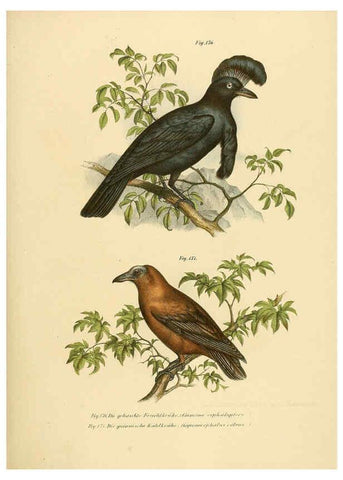 Reproducción/Reproduction 6005213857: Bilder-atlas zur Wissenschaftlich-populären Naturgeschichte der Vögel in ihren sämmtlichen Hauptformen Wien,K.K. Hof und Staatsdruckerei,1864
