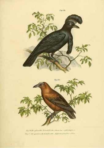 Reproducción/Reproduction 6005213857: Bilder-atlas zur Wissenschaftlich-populären Naturgeschichte der Vögel in ihren sämmtlichen Hauptformen Wien,K.K. Hof und Staatsdruckerei,1864