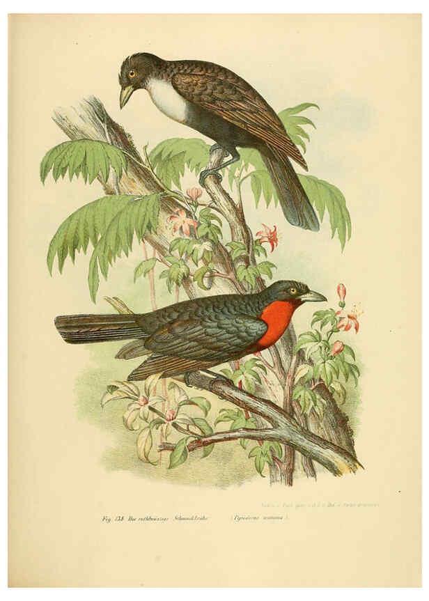 Reproducción/Reproduction 6005214155: Bilder-atlas zur Wissenschaftlich-populären Naturgeschichte der Vögel in ihren sämmtlichen Hauptformen Wien,K.K. Hof und Staatsdruckerei,1864