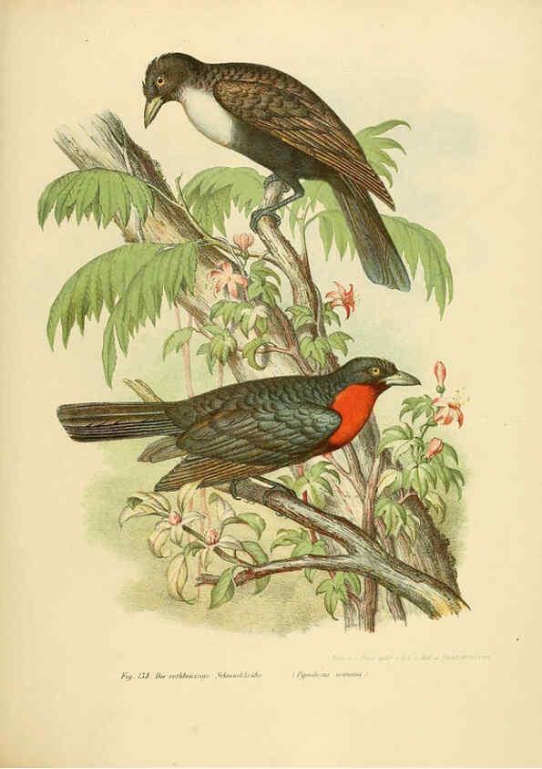 Reproducción/Reproduction 6005214155: Bilder-atlas zur Wissenschaftlich-populären Naturgeschichte der Vögel in ihren sämmtlichen Hauptformen Wien,K.K. Hof und Staatsdruckerei,1864