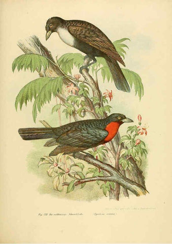 Reproducción/Reproduction 6005214155: Bilder-atlas zur Wissenschaftlich-populären Naturgeschichte der Vögel in ihren sämmtlichen Hauptformen Wien,K.K. Hof und Staatsdruckerei,1864
