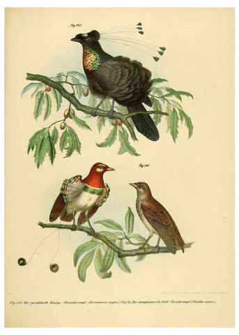 Reproducción/Reproduction 6005759450: Bilder-atlas zur Wissenschaftlich-populären Naturgeschichte der Vögel in ihren sämmtlichen Hauptformen Wien,K.K. Hof und Staatsdruckerei,1864