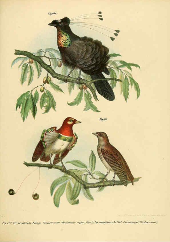 Reproducción/Reproduction 6005759450: Bilder-atlas zur Wissenschaftlich-populären Naturgeschichte der Vögel in ihren sämmtlichen Hauptformen Wien,K.K. Hof und Staatsdruckerei,1864