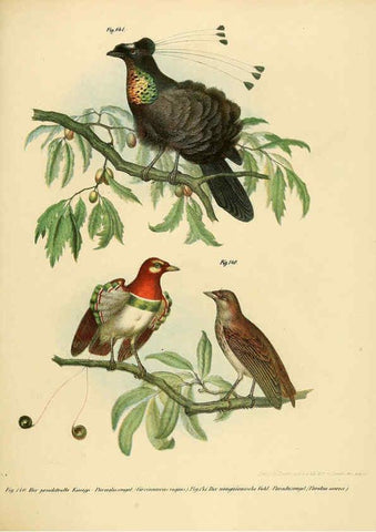 Reproducción/Reproduction 6005759450: Bilder-atlas zur Wissenschaftlich-populären Naturgeschichte der Vögel in ihren sämmtlichen Hauptformen Wien,K.K. Hof und Staatsdruckerei,1864