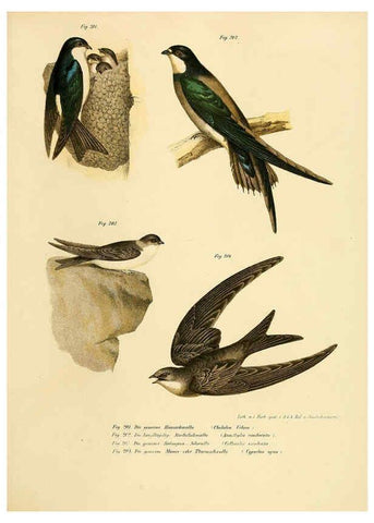 Reproducción/Reproduction 6005219719: Bilder-atlas zur Wissenschaftlich-populären Naturgeschichte der Vögel in ihren sämmtlichen Hauptformen Wien,K.K. Hof und Staatsdruckerei,1864