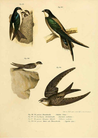 Reproducción/Reproduction 6005219719: Bilder-atlas zur Wissenschaftlich-populären Naturgeschichte der Vögel in ihren sämmtlichen Hauptformen Wien,K.K. Hof und Staatsdruckerei,1864