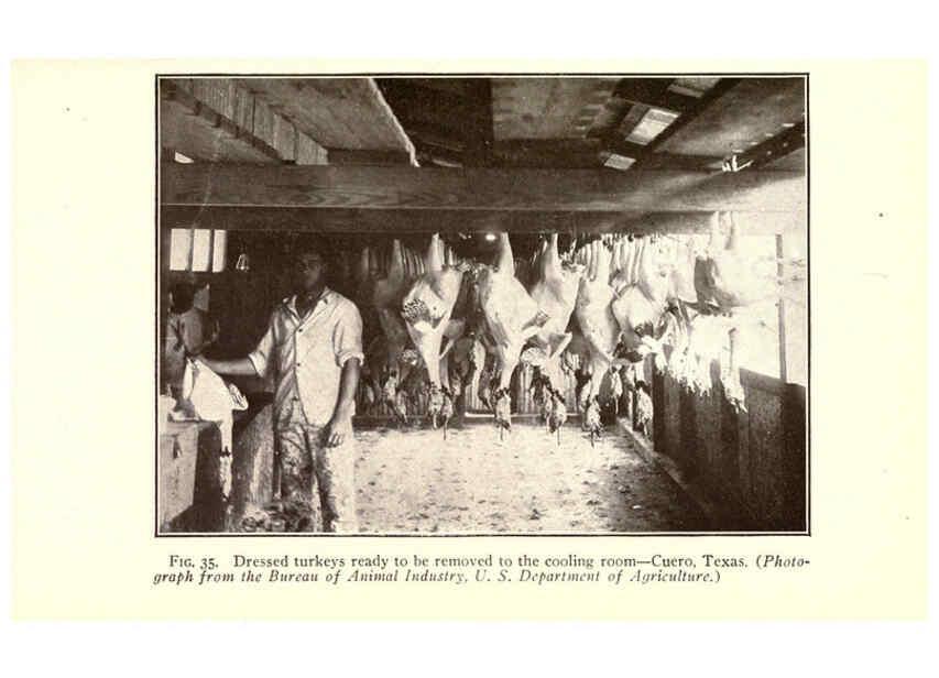 Reproducción/Reproduction 6005517646: Turkey raising New York,Orange Judd publishing company; [etc., etc.]1922