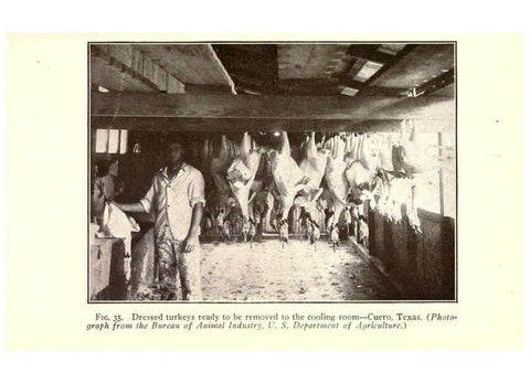 Reproducción/Reproduction 6005517646: Turkey raising New York,Orange Judd publishing company; [etc., etc.]1922