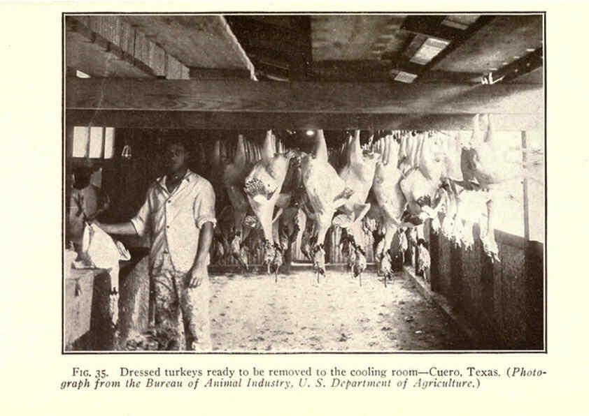 Reproducción/Reproduction 6005517646: Turkey raising New York,Orange Judd publishing company; [etc., etc.]1922