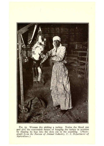 Reproducción/Reproduction 6004966149: Turkey raising New York,Orange Judd publishing company; [etc., etc.]1922