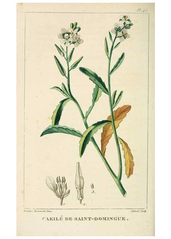 Reproducción/Reproduction 6005397936: Flore pittoresque et médicale des Antilles v.1 Paris Pichard,1821-1829