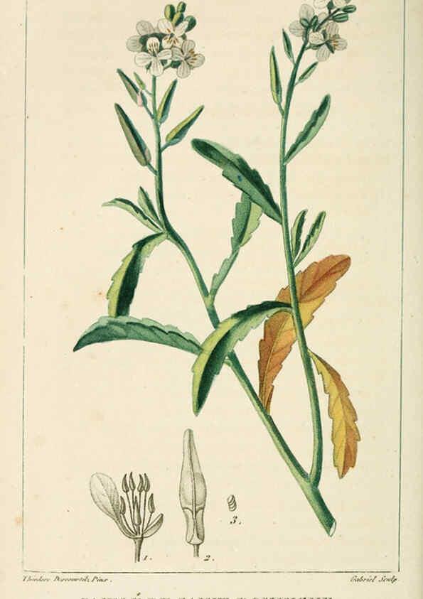 Reproducción/Reproduction 6005397936: Flore pittoresque et médicale des Antilles v.1 Paris Pichard,1821-1829