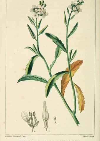 Reproducción/Reproduction 6005397936: Flore pittoresque et médicale des Antilles v.1 Paris Pichard,1821-1829