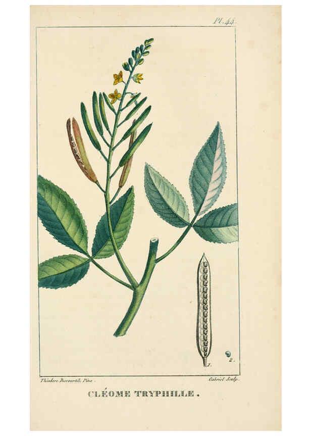 Reproducción/Reproduction 6004853251: Flore pittoresque et médicale des Antilles v.1 Paris Pichard,1821-1829