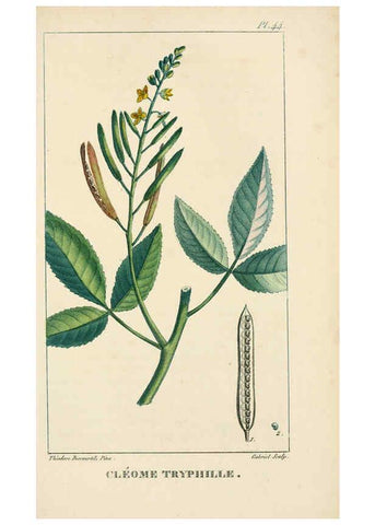 Reproducción/Reproduction 6004853251: Flore pittoresque et médicale des Antilles v.1 Paris Pichard,1821-1829