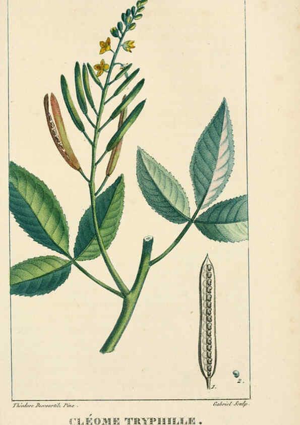 Reproducción/Reproduction 6004853251: Flore pittoresque et médicale des Antilles v.1 Paris Pichard,1821-1829