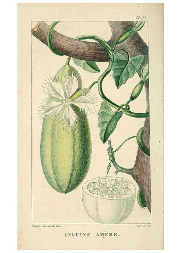 Reproducción/Reproduction 6004853413: Flore pittoresque et médicale des Antilles v.1 Paris Pichard,1821-1829