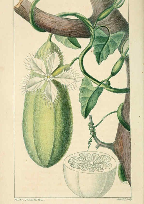 Reproducción/Reproduction 6004853413: Flore pittoresque et médicale des Antilles v.1 Paris Pichard,1821-1829