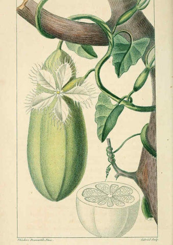 Reproducción/Reproduction 6004853413: Flore pittoresque et médicale des Antilles v.1 Paris Pichard,1821-1829