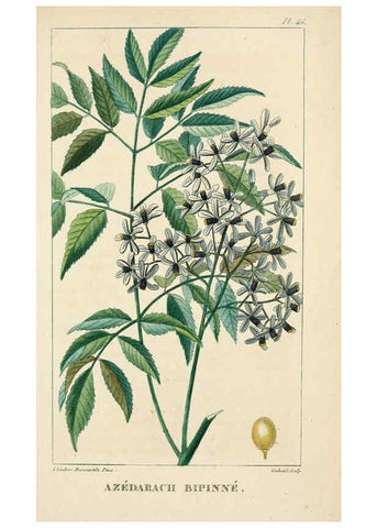 Reproducción/Reproduction 6005398564: Flore pittoresque et médicale des Antilles v.1 Paris Pichard,1821-1829