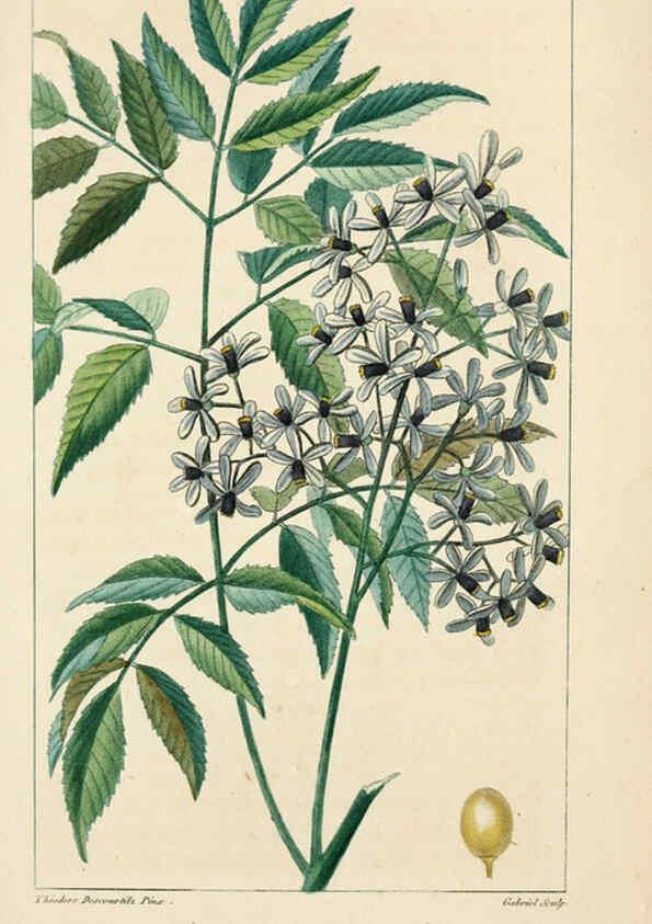 Reproducción/Reproduction 6005398564: Flore pittoresque et médicale des Antilles v.1 Paris Pichard,1821-1829