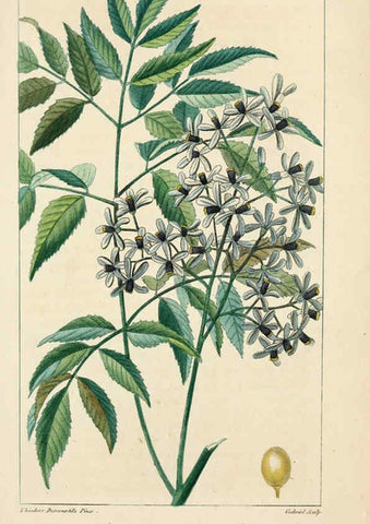 Reproducción/Reproduction 6005398564: Flore pittoresque et médicale des Antilles v.1 Paris Pichard,1821-1829
