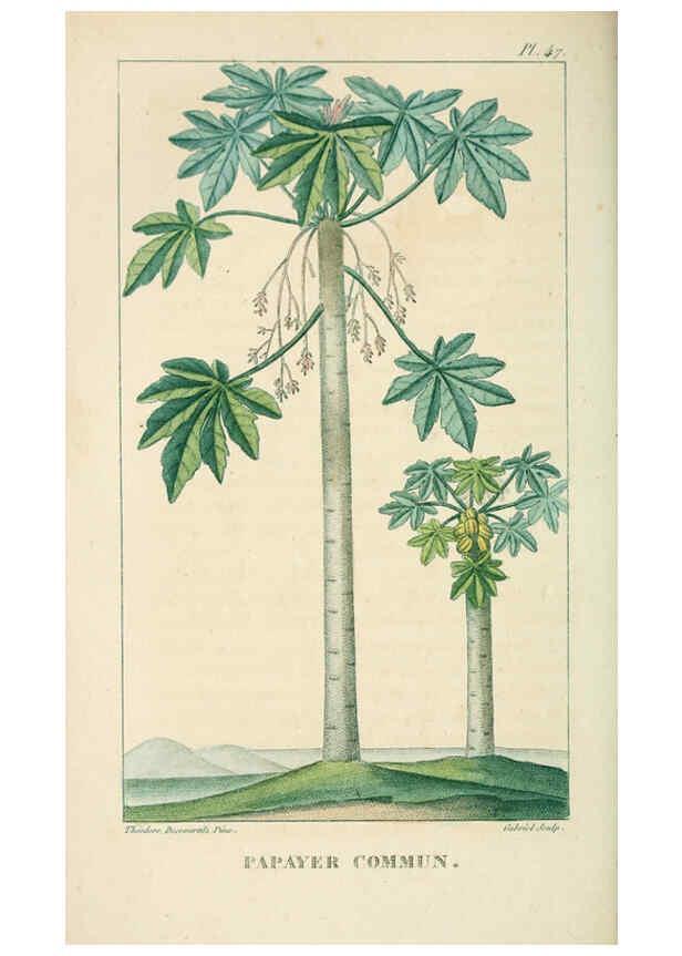 Reproducción/Reproduction 6004853745: Flore pittoresque et médicale des Antilles v.1 Paris Pichard,1821-1829