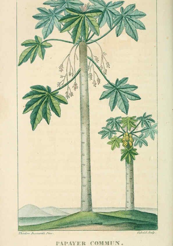 Reproducción/Reproduction 6004853745: Flore pittoresque et médicale des Antilles v.1 Paris Pichard,1821-1829