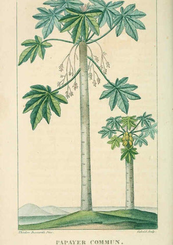 Reproducción/Reproduction 6004853745: Flore pittoresque et médicale des Antilles v.1 Paris Pichard,1821-1829