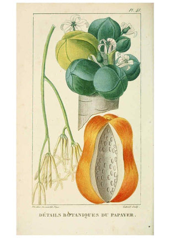 Reproducción/Reproduction 6005398964: Flore pittoresque et médicale des Antilles v.1 Paris Pichard,1821-1829
