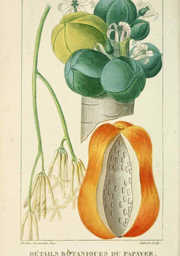 Reproducción/Reproduction 6005398964: Flore pittoresque et médicale des Antilles v.1 Paris Pichard,1821-1829