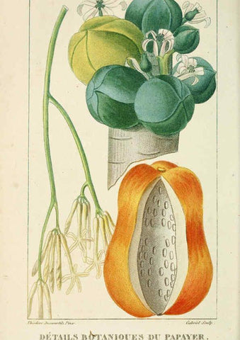 Reproducción/Reproduction 6005398964: Flore pittoresque et médicale des Antilles v.1 Paris Pichard,1821-1829