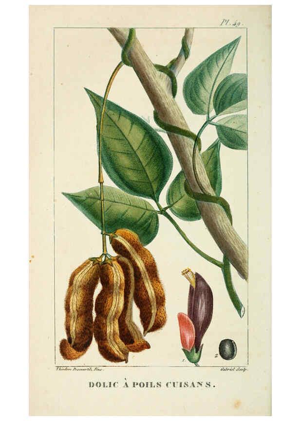 Reproducción/Reproduction 6004854241: Flore pittoresque et médicale des Antilles v.1 Paris Pichard,1821-1829