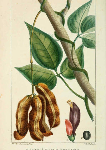 Reproducción/Reproduction 6004854241: Flore pittoresque et médicale des Antilles v.1 Paris Pichard,1821-1829