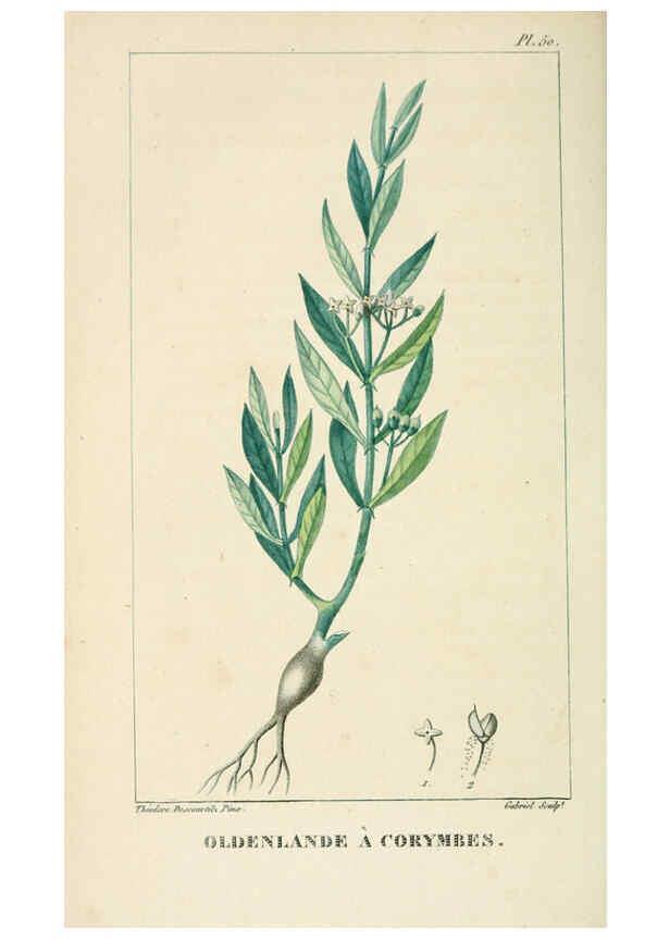 Reproducción/Reproduction 6005399410: Flore pittoresque et médicale des Antilles v.1 Paris Pichard,1821-1829
