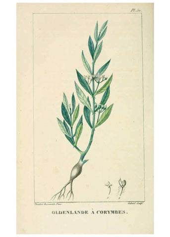 Reproducción/Reproduction 6005399410: Flore pittoresque et médicale des Antilles v.1 Paris Pichard,1821-1829