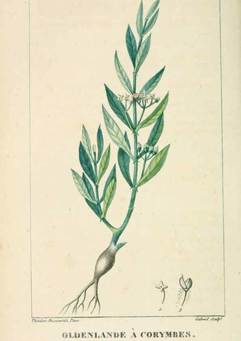 Reproducción/Reproduction 6005399410: Flore pittoresque et médicale des Antilles v.1 Paris Pichard,1821-1829