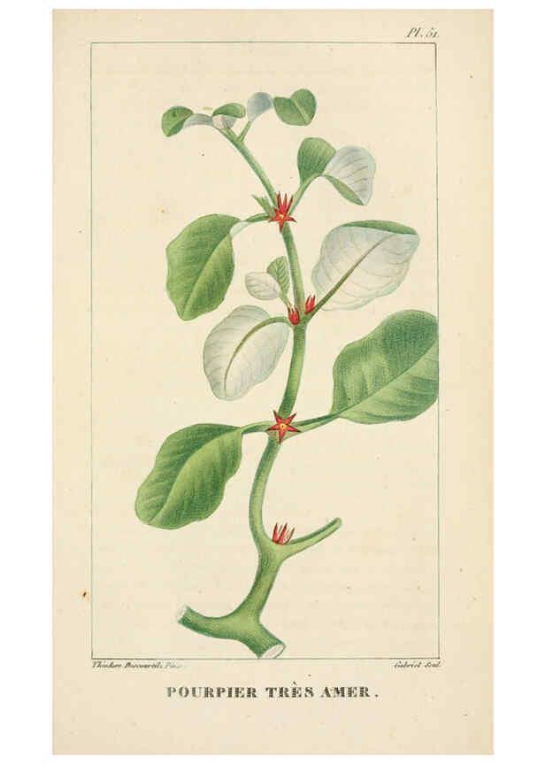 Reproducción/Reproduction 6004854623: Flore pittoresque et médicale des Antilles v.1 Paris Pichard,1821-1829