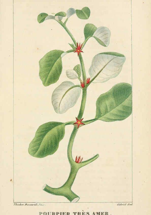 Reproducción/Reproduction 6004854623: Flore pittoresque et médicale des Antilles v.1 Paris Pichard,1821-1829