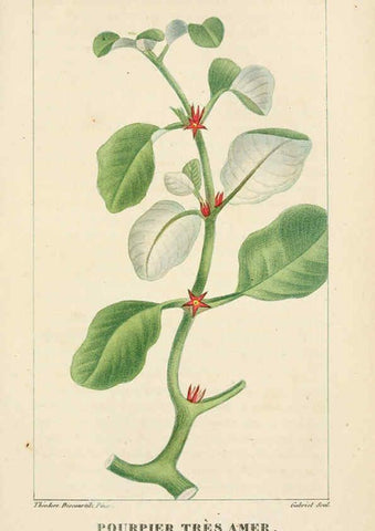 Reproducción/Reproduction 6004854623: Flore pittoresque et médicale des Antilles v.1 Paris Pichard,1821-1829