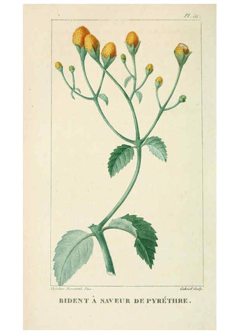 Reproducción/Reproduction 6005399862: Flore pittoresque et médicale des Antilles v.1 Paris Pichard,1821-1829