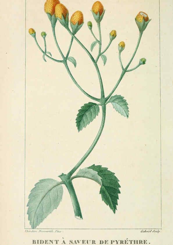 Reproducción/Reproduction 6005399862: Flore pittoresque et médicale des Antilles v.1 Paris Pichard,1821-1829
