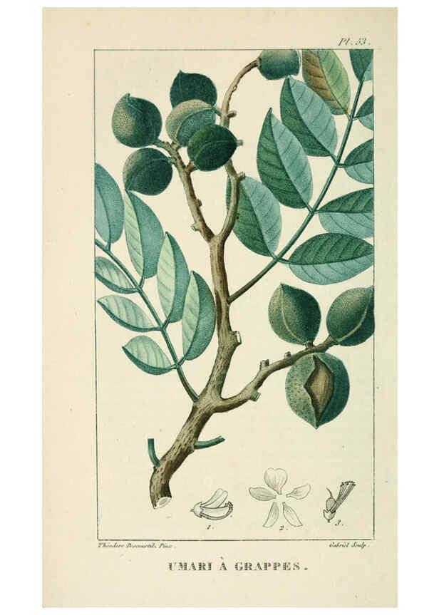 Reproducción/Reproduction 6005400204: Flore pittoresque et médicale des Antilles v.1 Paris Pichard,1821-1829