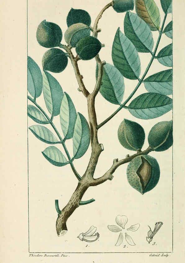 Reproducción/Reproduction 6005400204: Flore pittoresque et médicale des Antilles v.1 Paris Pichard,1821-1829