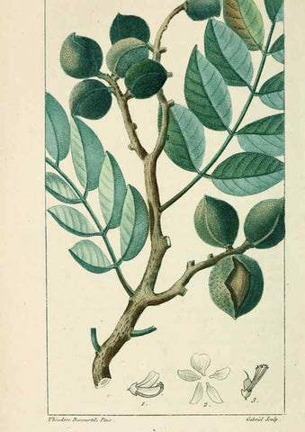 Reproducción/Reproduction 6005400204: Flore pittoresque et médicale des Antilles v.1 Paris Pichard,1821-1829